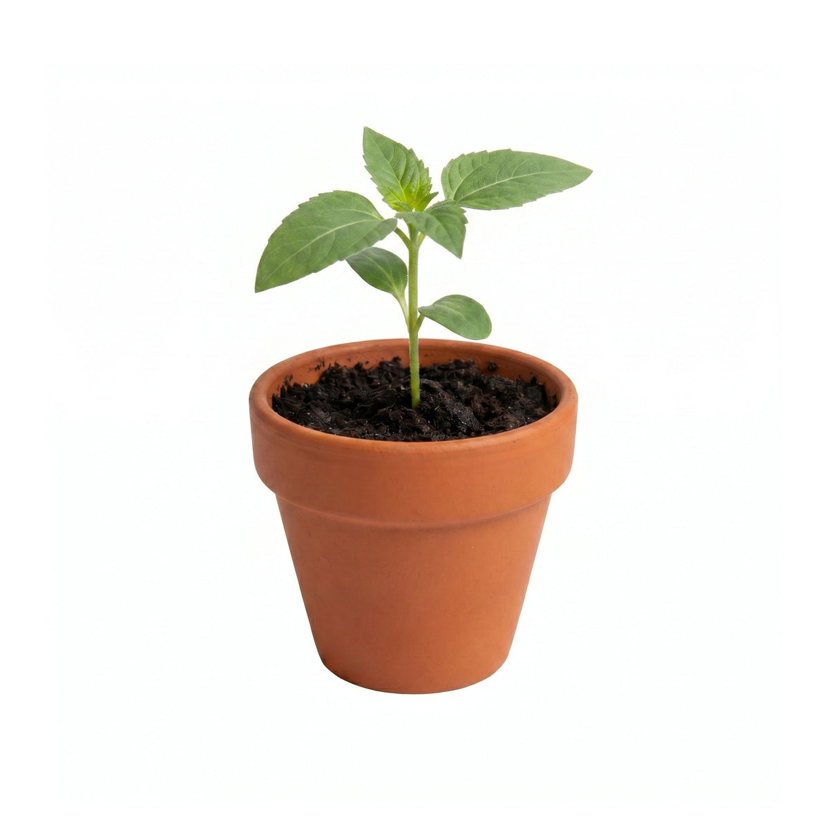 Mini Terracotta Grow Kit